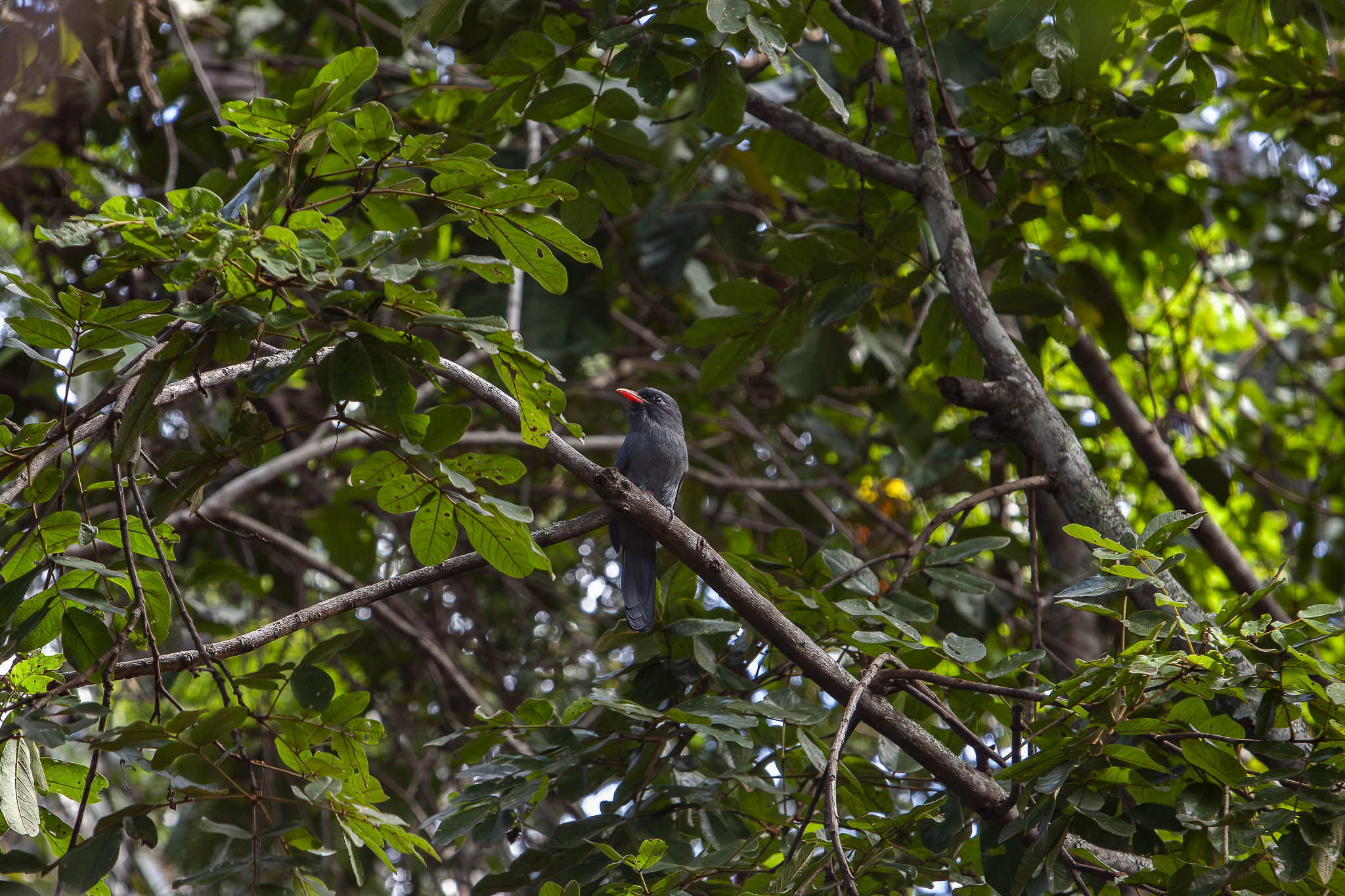 Imagem Expedição Cavalcante--19 da expedição de expedicoes/cavalcante_25